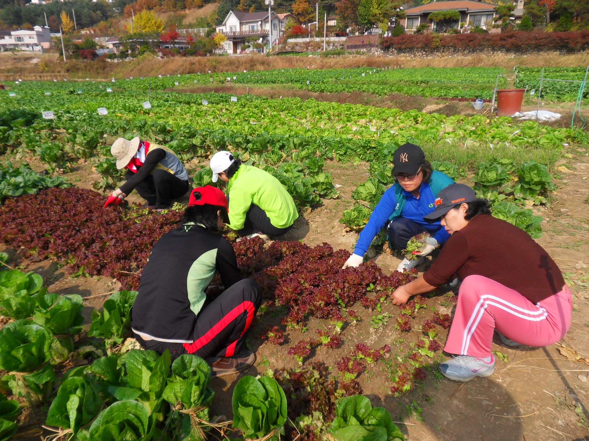 상추도 뽑아줍니다 