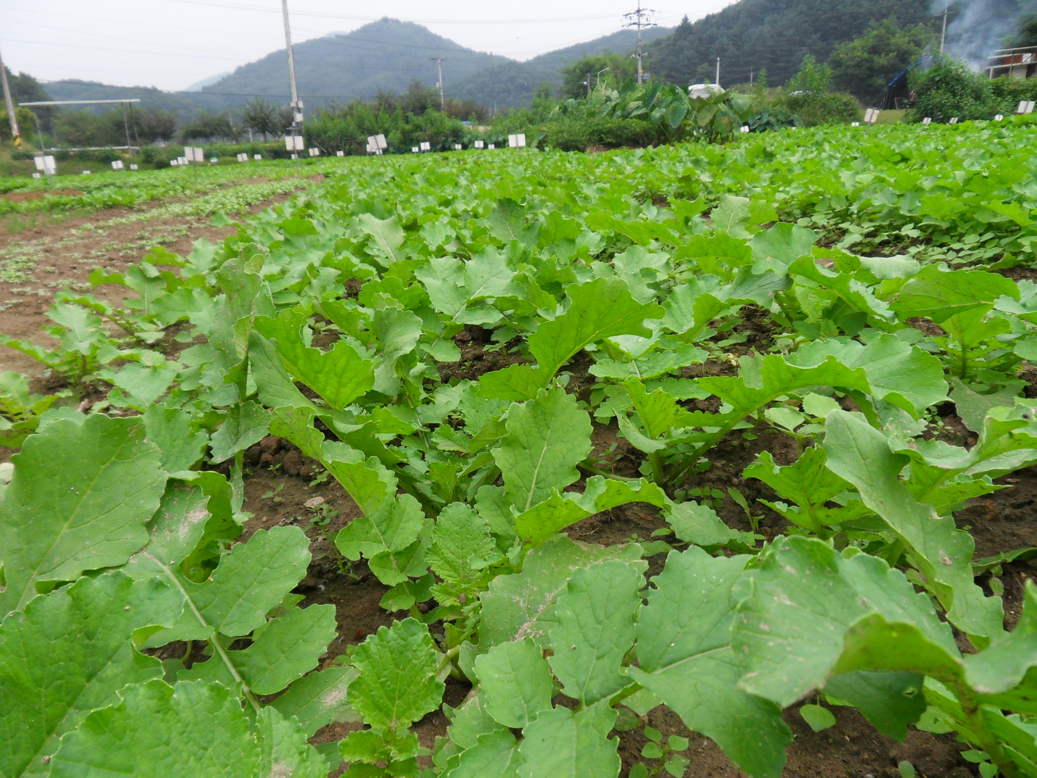 주말농장 모종(무) 자란 모습입니다. 