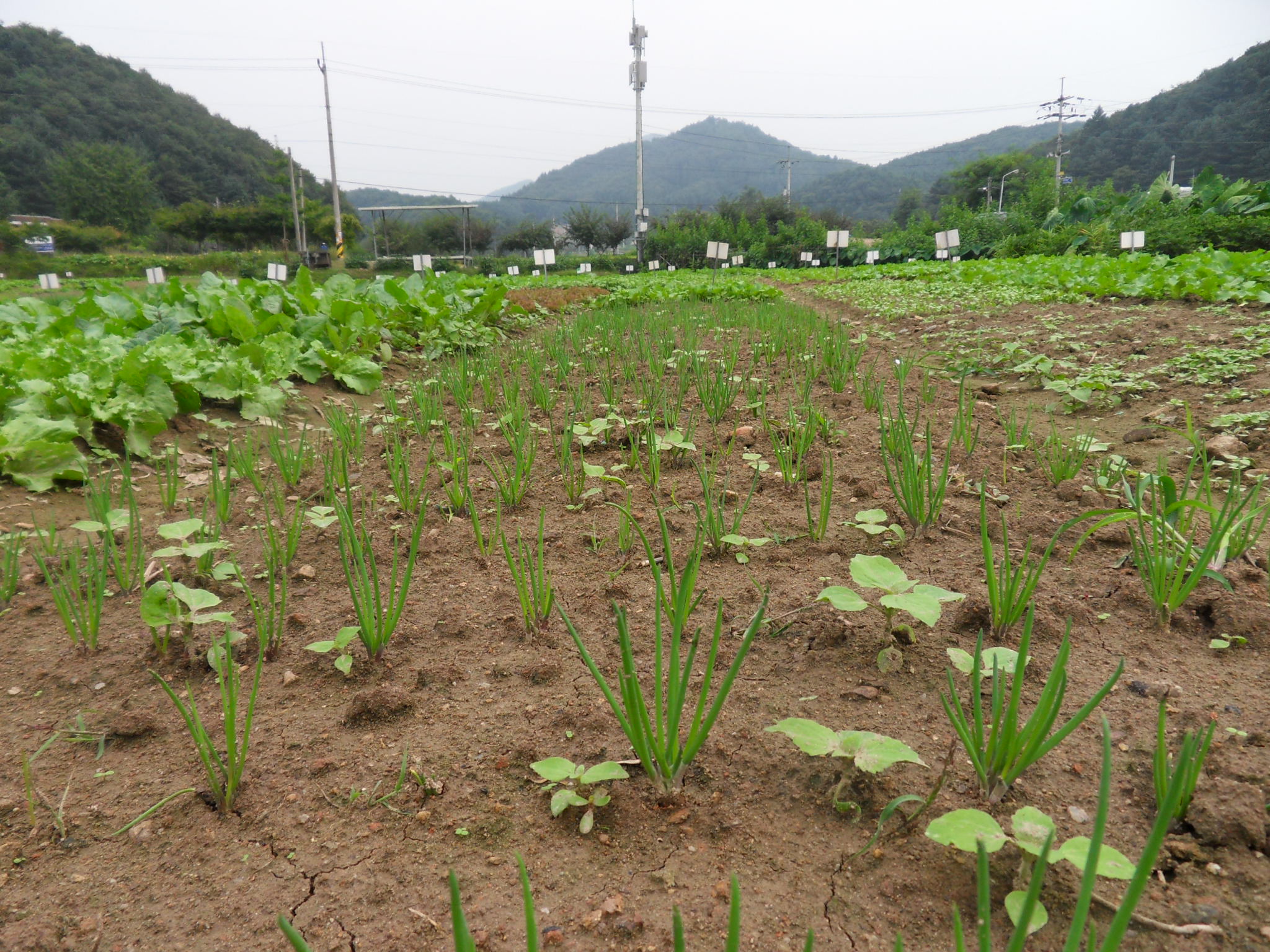 주말농장 모종(파) 자란 모습입니다. 