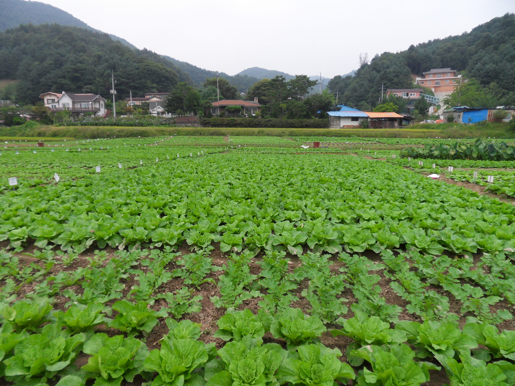 9월 14일 주말농장