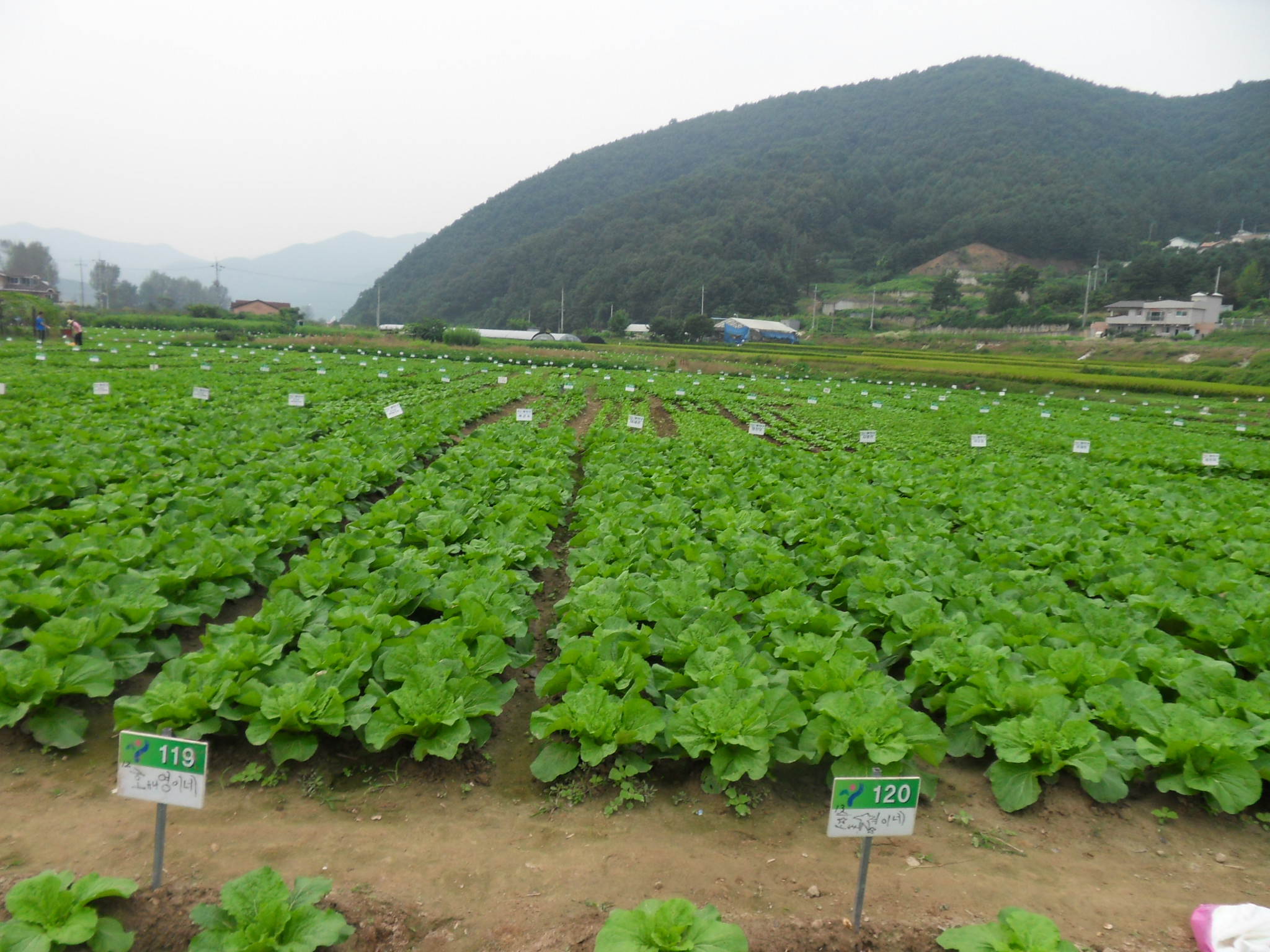 9월 14일 주말농장 