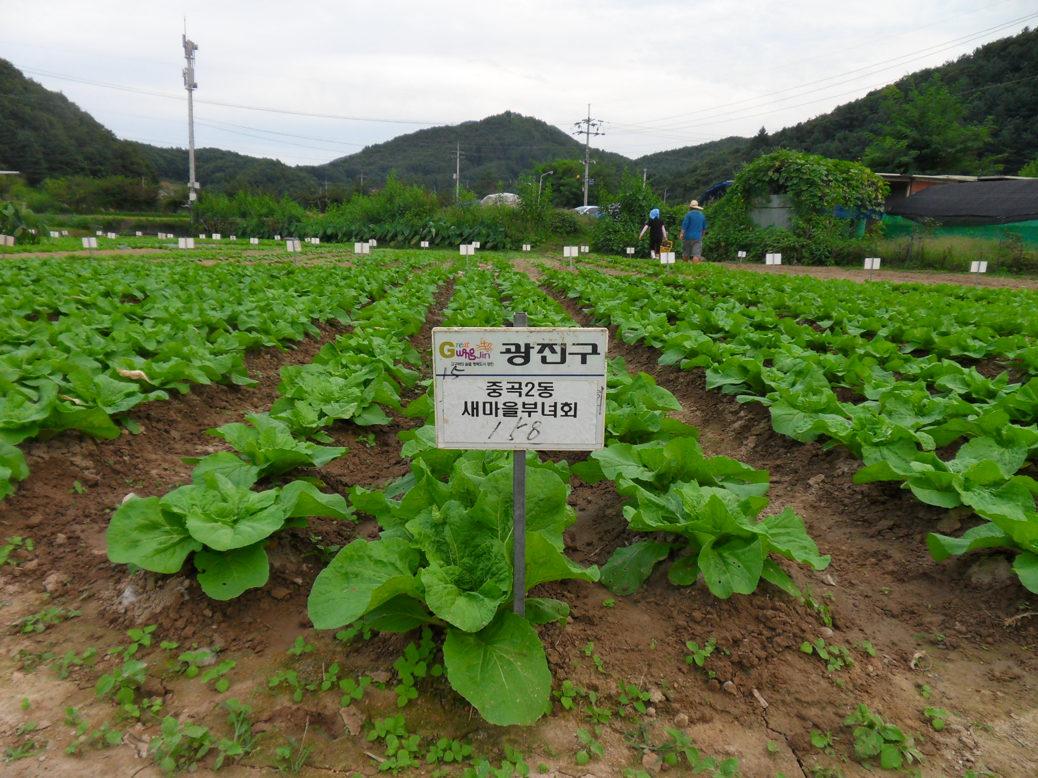 새마을 부녀회