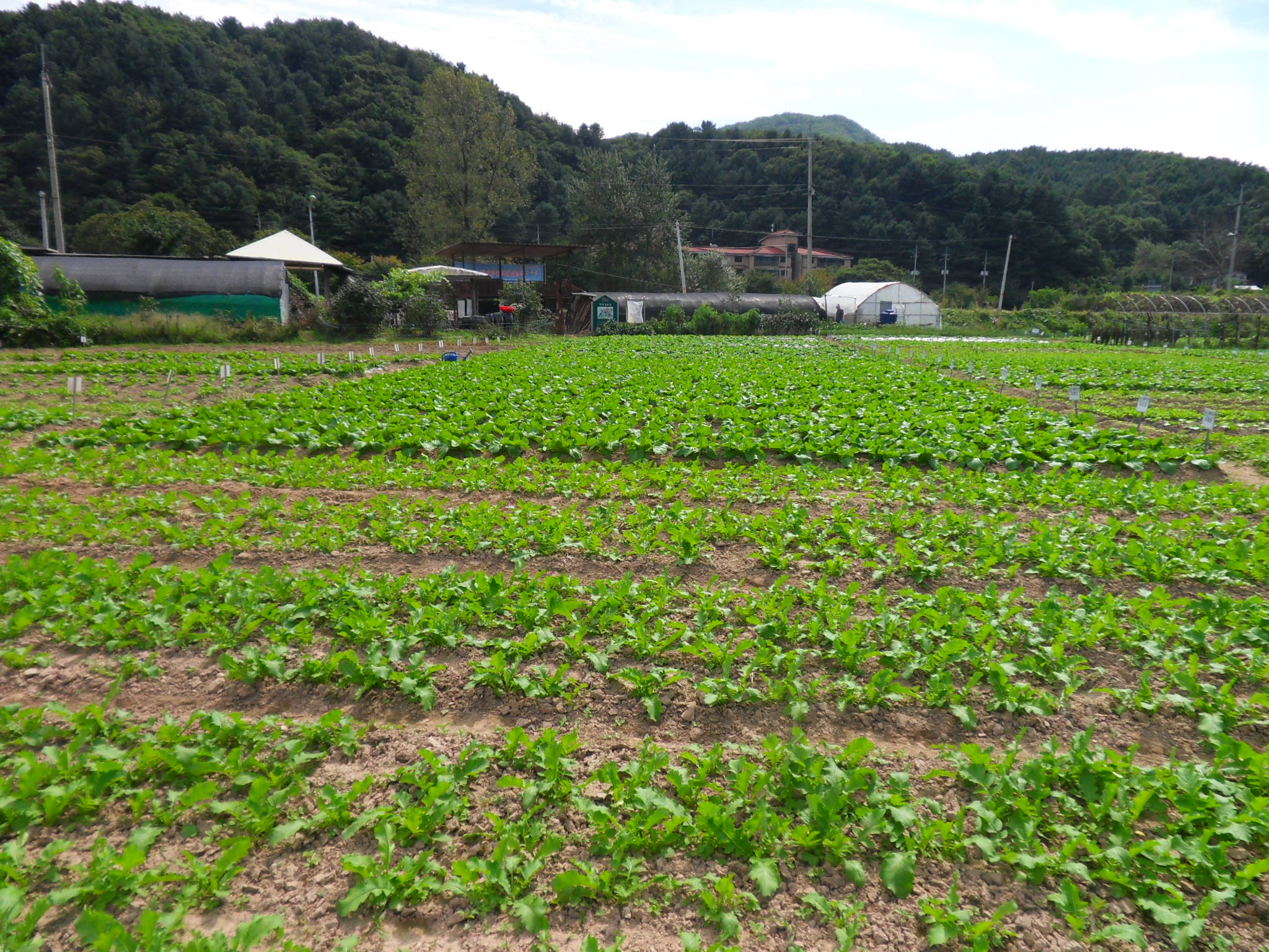 파릇파릇한 밭을 보세요