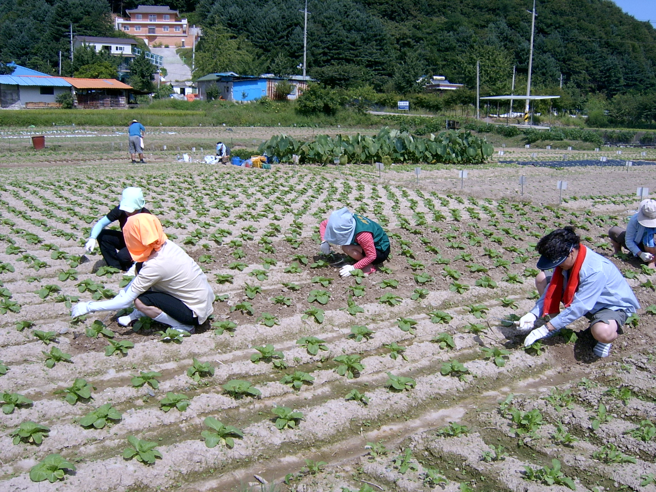 친환경 주말농장 모종가꾸기