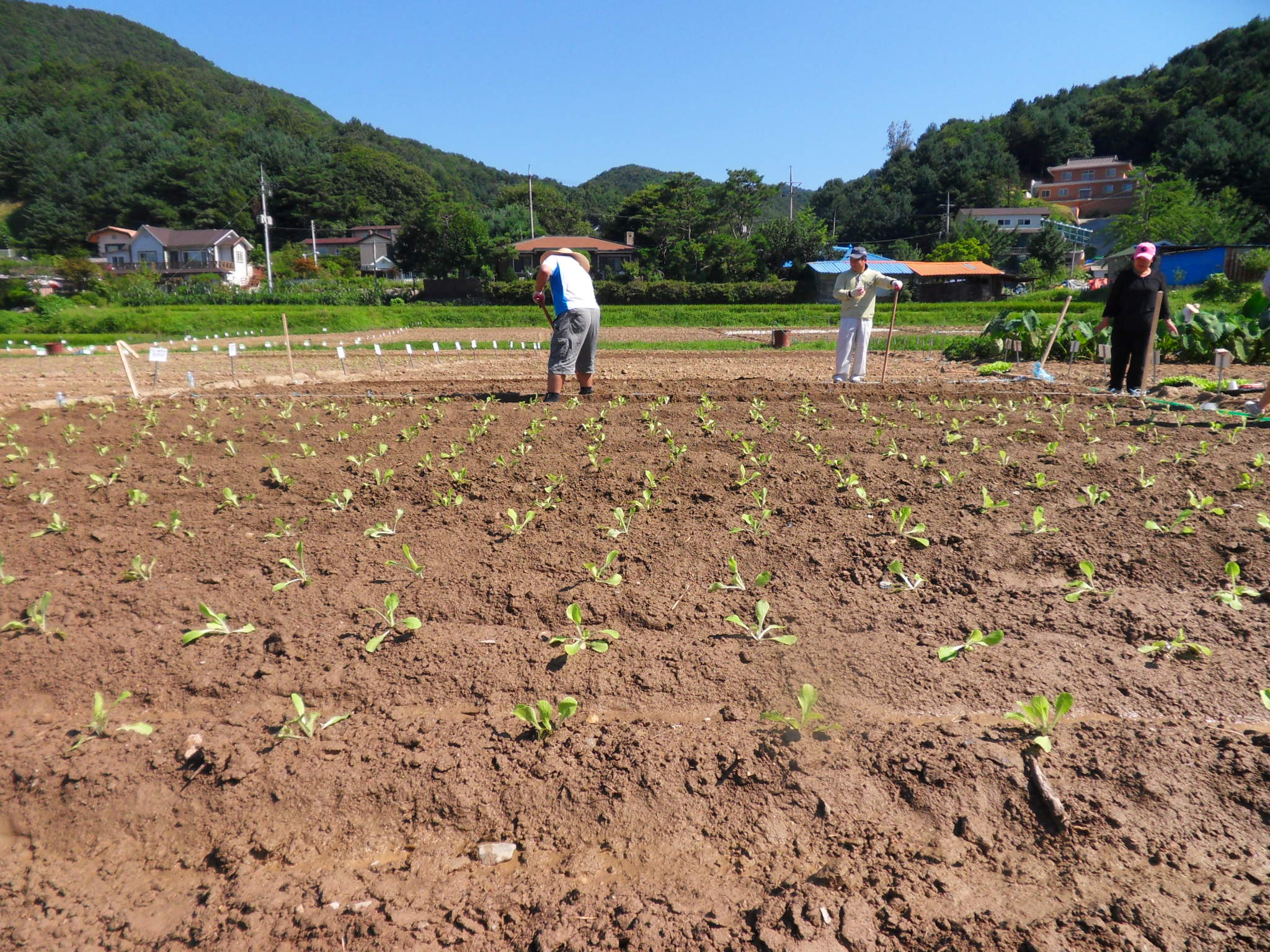김장배추 모종심기 