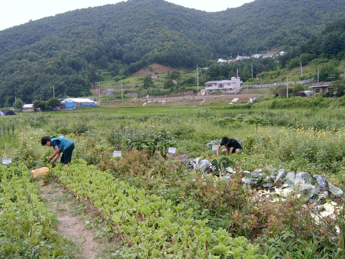 주말농장 가꾸기 