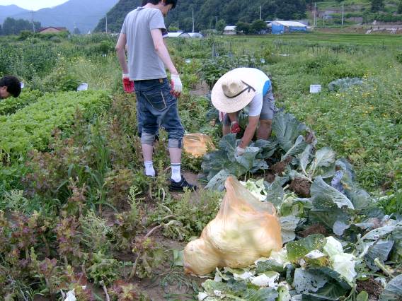 양배추 따는 모습입니다 