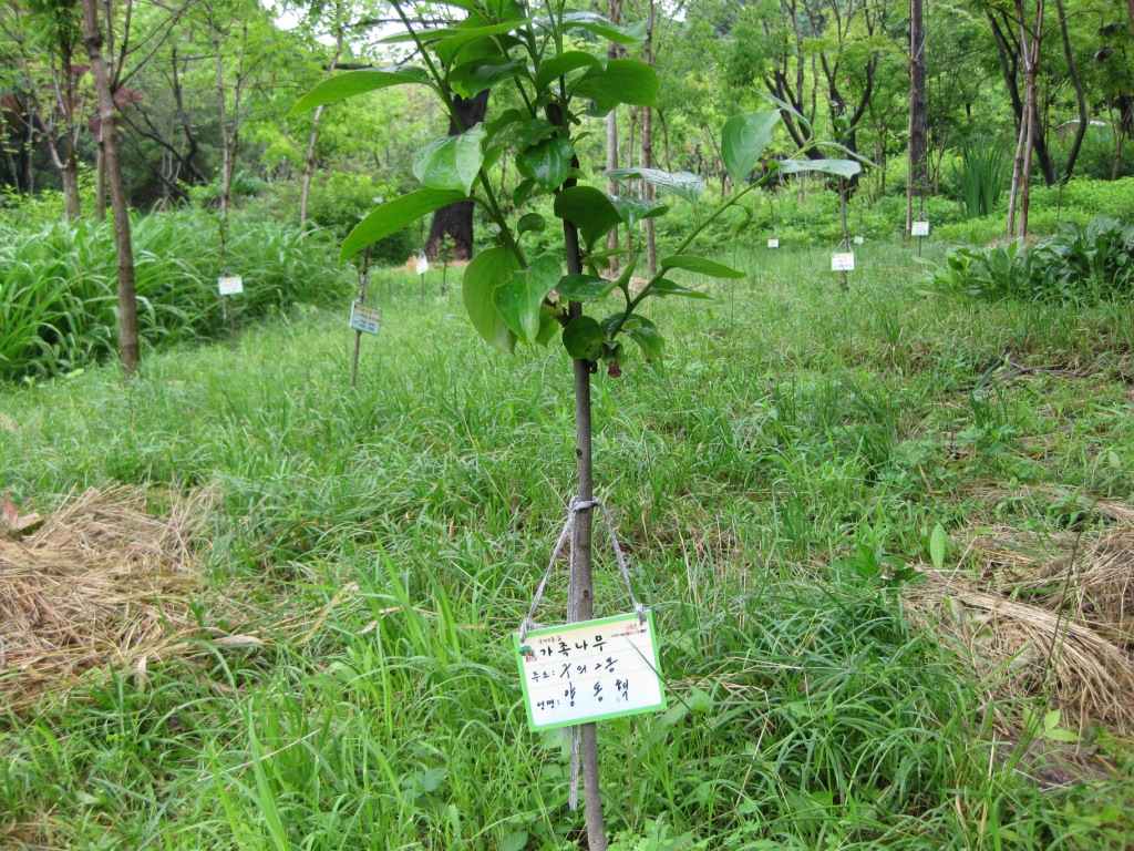 고구려 사랑담은 가족나무 숲5