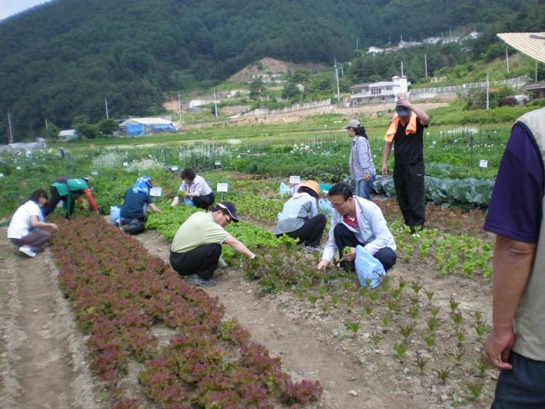 주말농장 친환경 재배체험행사(6.13) 