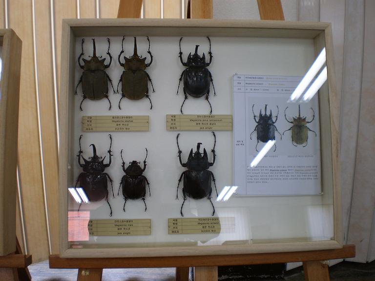 신기한곤충전시회-장수풍뎅이