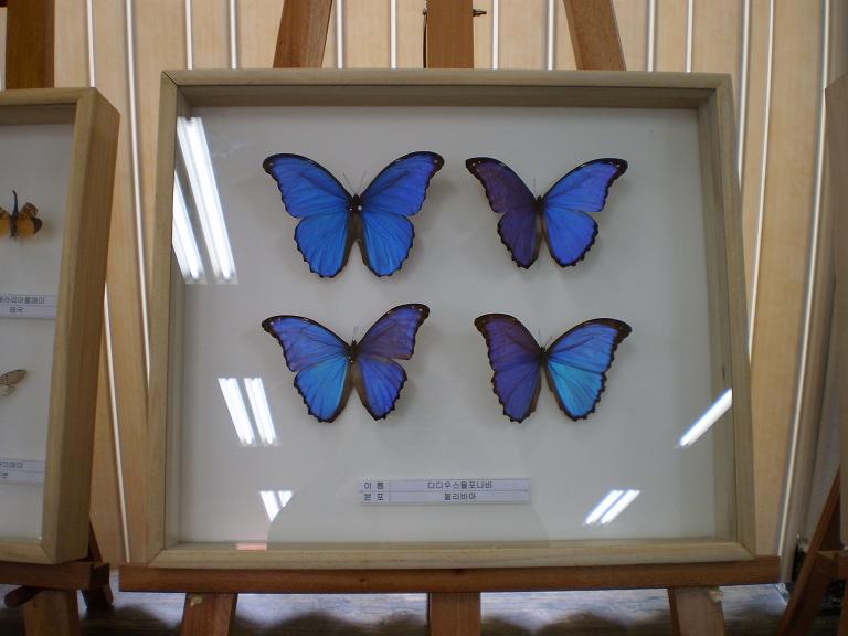 신기한 곤충 전시회-나비, 매미