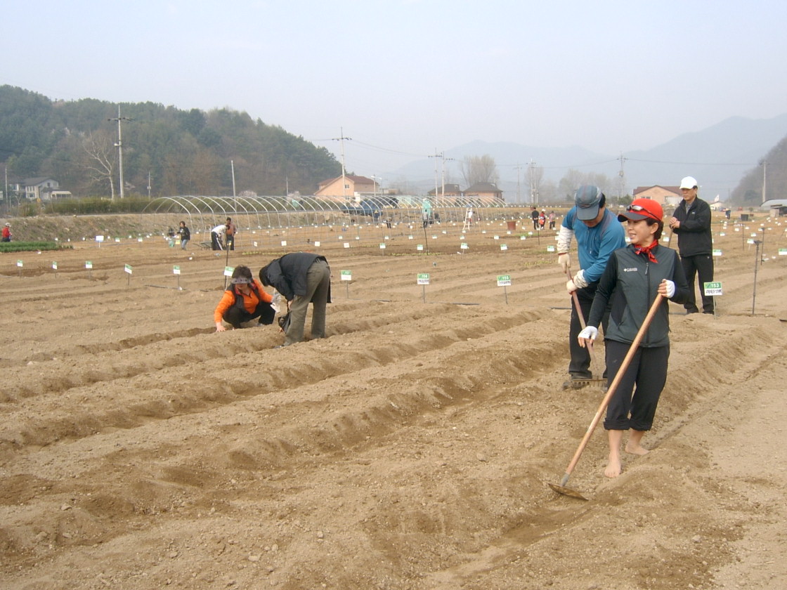 어르신 무공해 야채나눠 드리기행사 일환 모종심기