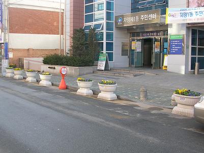 새봄맞이 꽃묘식재 