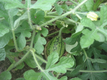 수박이 또 열렸어요(중곡4동 주민센터 화단)  