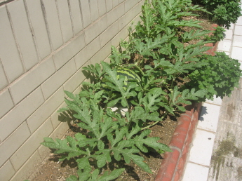 수박이 점점 커져가요(중곡4동 화단)