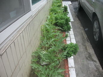 한 여름철 중곡4동 주민센터 화단에 핀 수박 