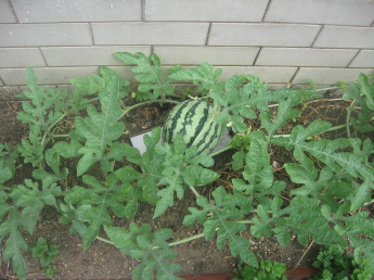 한 여름철 중곡4동 주민센터 화단에 핀 수박