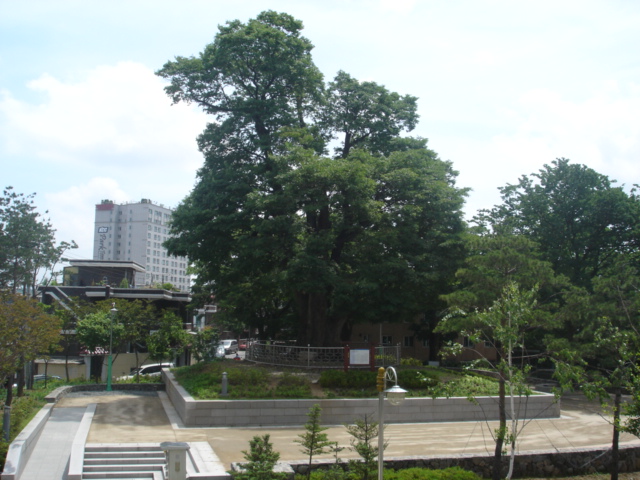느티나무 공원