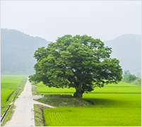 The tree of Gwangjin - Zelkova tree