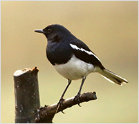 The bird of Gwangjin - Magpie